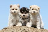 CHIEN FINNOIS DE LAPONIE 550